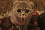 ������ ��� andrey-timer